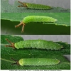 apat metis larva2 volg